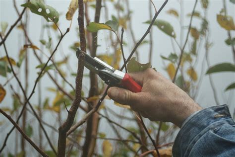 Preparar el jardín para el verano tareas imprescindibles