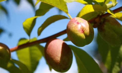 Nectarine Tree: Sweet, Smooth Summer Fruit - Epic Gardening