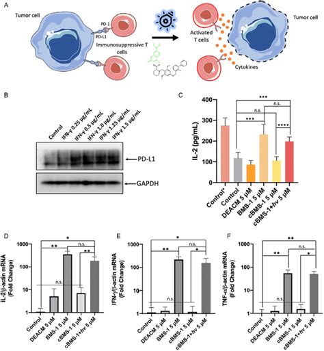 Immune Functions Of Jurkat T Cells Restored By Phototriggered Blockade