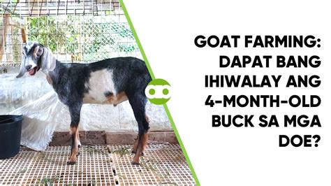 Goat Farming Dapat Bang Ihiwalay Ang Month Old Buck Sa Mga Doe