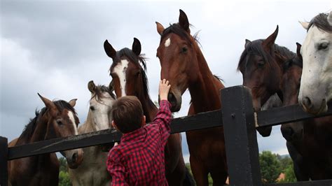 What Is Farm Animal Therapy