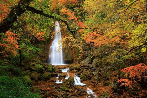 Forest Bathing in Japan | Japan small groups - Odyssey travellers ...