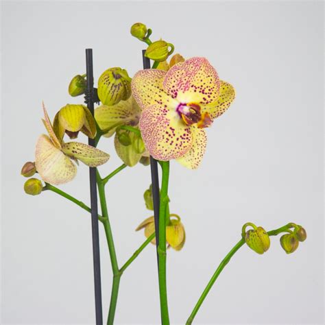 Купить Орхидея фаленопсис Виктория 2 ст. Распродажа Орхидей, широкий ...