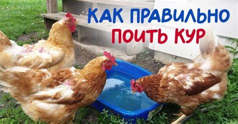 Как поить кур: количество воды, температура, соотношение к корму - Со ...