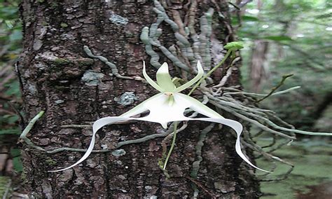 Rarest Flowers In The World WorldAtlas