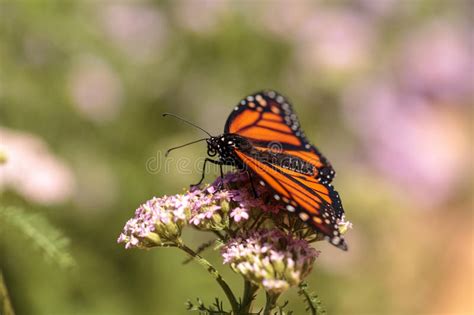 Borboleta De Monarca Plexippus Do Danaus Em Um Jardim Da Borboleta Na