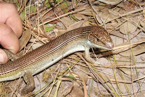 Kalahari Plated Lizard Reptiles Of Botswana INaturalist