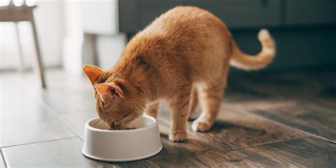 Cat Food for Sensitive Skin & Stomach | Purina US