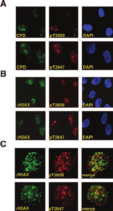 UV Exposure Correlates To DNA PKcs Phosphorylation At T2609 And T2647