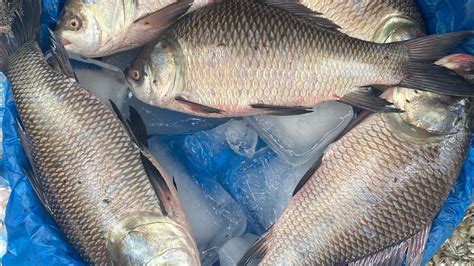 Unbelievable Fish Cutting Skills Big Katla Fish Skinning Chopping