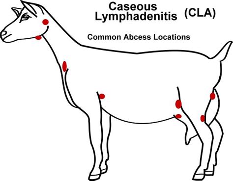 Goat Link Caseous Lymphadenitis In Goats Goats Goat Care Goat