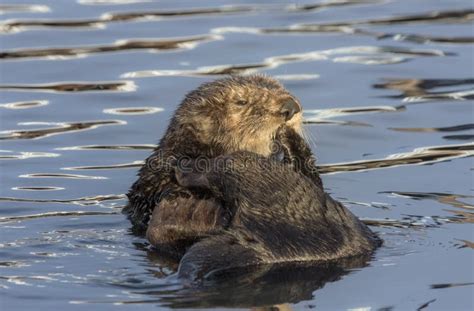 Sea Otter Enhydra Lutris Morro Bay California Stock Image Image Of