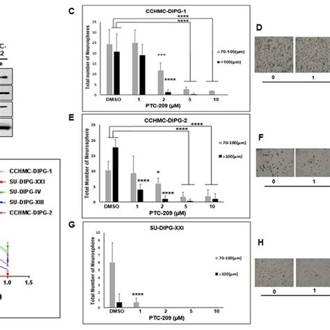 Ptc 209 Reduces Bmi 1 Levels Prc1 Activity And Inhibits Cell Growth