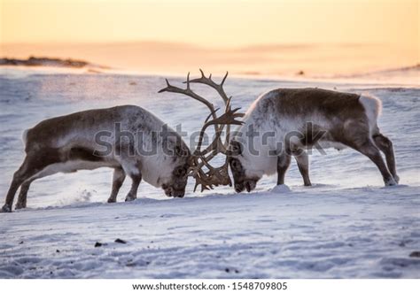 Autumn Reindeer Fight On Southern Spitsbergen Stock Photo (Edit Now ...