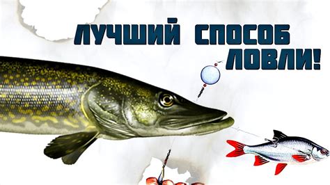 Супер способ ловить щуку на живца с помощью спиннинга! Теперь щуки в ...