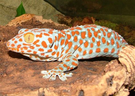 tokay gecko  colorful  unique pet