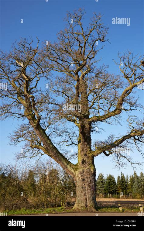 Old Oak Tree Stock Photo Alamy