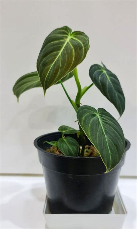 Philodendron Melanochrysum Juvenile Furniture And Home Living