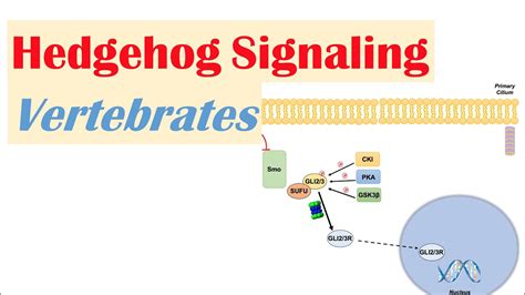 Hedgehog Signaling Pathway Diagram