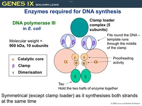 Dna Replication Flashcards Quizlet