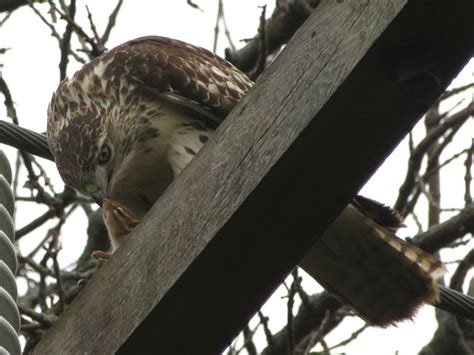 Toronto Wildlife More Red Tailed Hawks