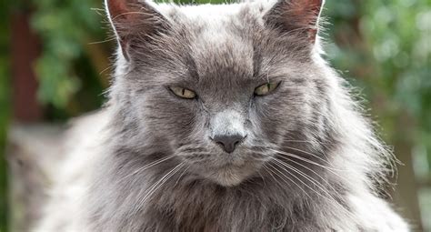 Old Long Haired Grey Cat With Yellow Eyes On Railing