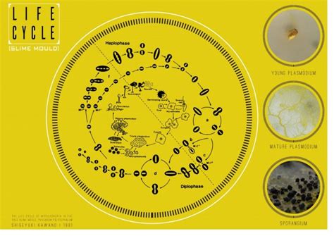 Physarum Life Cycle