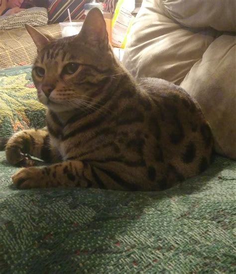 My Beautiful Pussy R Lolcats