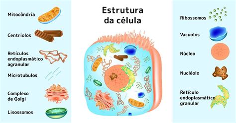 Questões Sobre Organelas - Exercícios Sobre Organelas Citoplasmáticas - ZULEDU