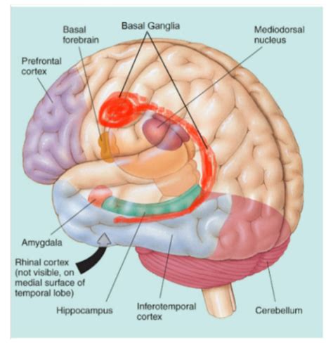 Behavioral Neuroscience Chapter Flashcards Quizlet