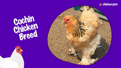 Cochin Chicken Breed. What is it? - Chicken Pets