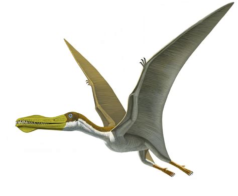 Anhanguera Dinopedia Fandom