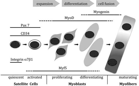 Stages Of Myogenic Differentiation Of Muscular Progenitor Cells To