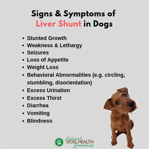 Liver Shunt in Dogs | Causes, Symptoms, Diet & Treatment