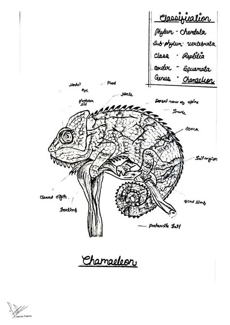 Chameleon | Hair cutting videos, Diagram, Zoology