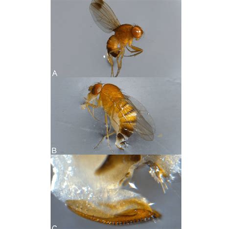 A Male And B Female Adult Spotted Wing Drosophila C Female Download Scientific Diagram