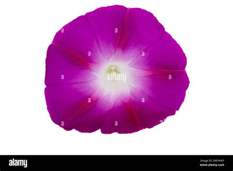 Bindweed Flower Isolated On White Background Stock Photo Alamy