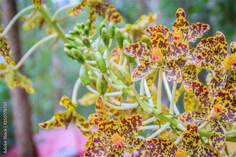 Beautiful tiger orchid flower (Grammatophyllum speciosum) in the public ...