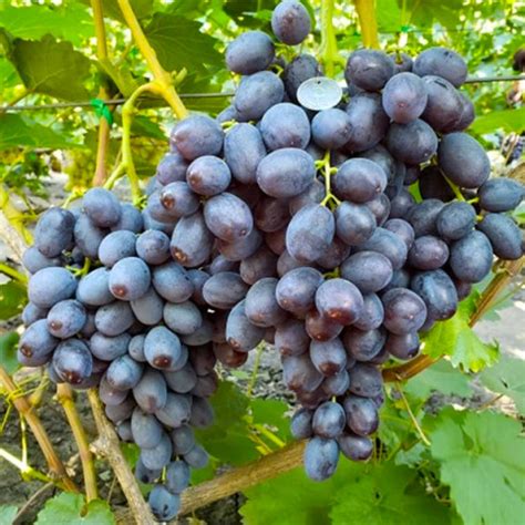 Саженцы винограда - купить с доставкой по Украине, цена в магазине ...