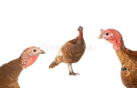 Portrait Naked Neck Rooster Isolated On White Background Stock Photo Image Of Background