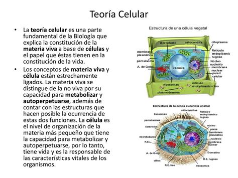 Ppt Teoría Celular Powerpoint Presentation Free Download Id4969571