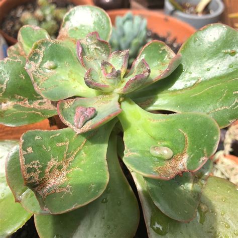 Echeveria Paul Bunyan Echeveria Paul Bunyan In Gardentags Plant