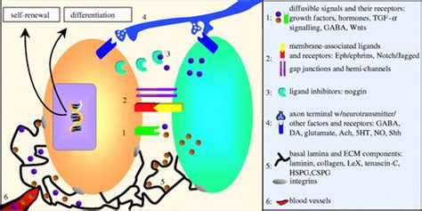 Brain Micro Ecologies Neural Stem Cell Niches In The Adult Mammalian