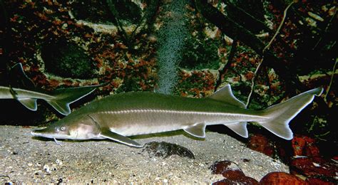 Стерлядь 🌟 Описание, размеры, сколько живет, ареал, питание, враги ...