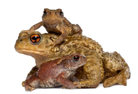 Best Toad Stock Photos Pictures And Royalty Free Images Istock