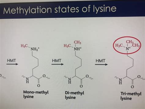 Histone methylation Flashcards | Quizlet