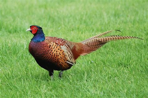 Pheasant Symbolism A Message Spirit Animal Totems
