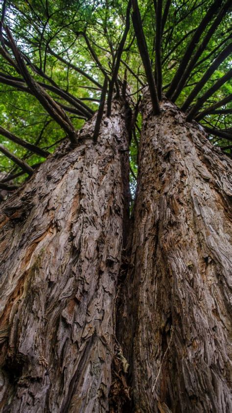 Images Gratuites Arbre La Nature Branche Blanc Texture Feuille