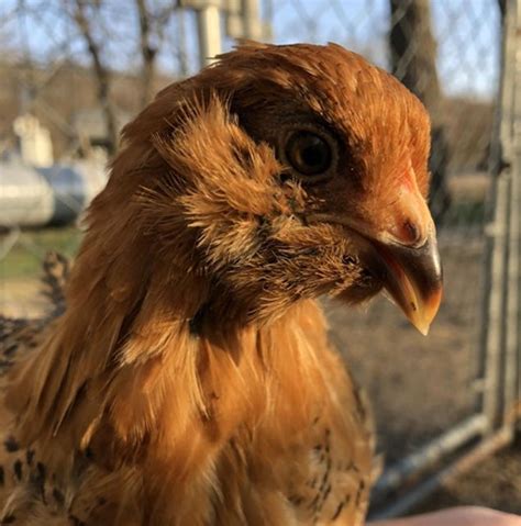 Frizzle FS Easter Egger Day Old Chicks