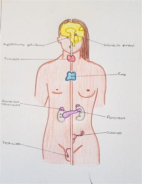 Monografía del Sistema Nervioso de Sun Rise actual Dibujo del sistema